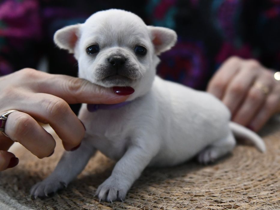 Krótkowłosy chłopczyk chihuahua ZKwP FCI Warszawa