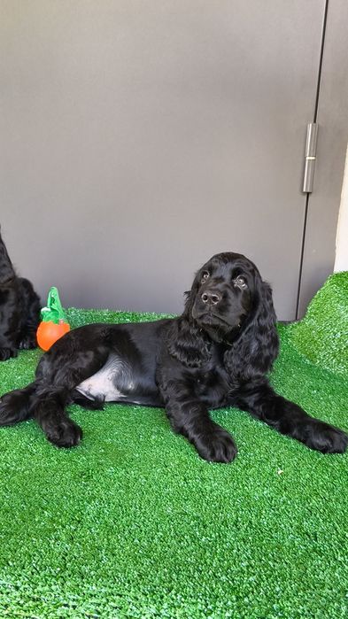 Англійський Кокер Спаніель