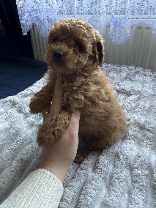 Maltipoo samiec piękny