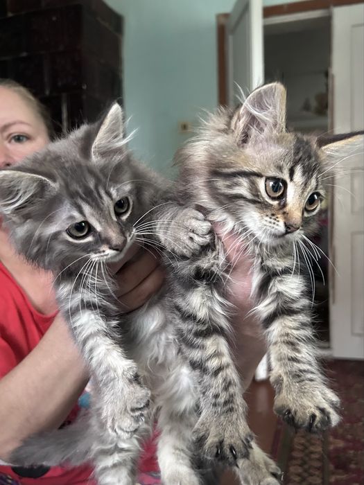 Котята в добрі рукі