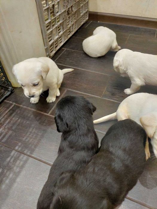 Лабрадор щенки чёрные и палевые