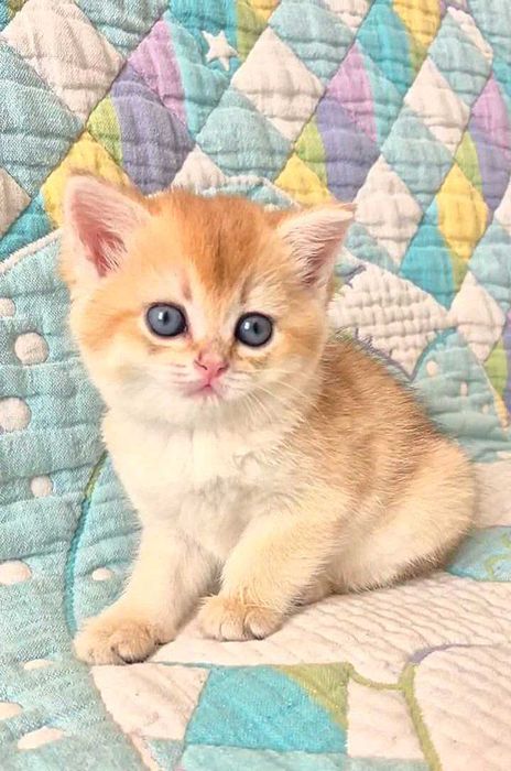 Шотландские котята (ЗОЛОТАЯ ШИНШИЛЛА)
