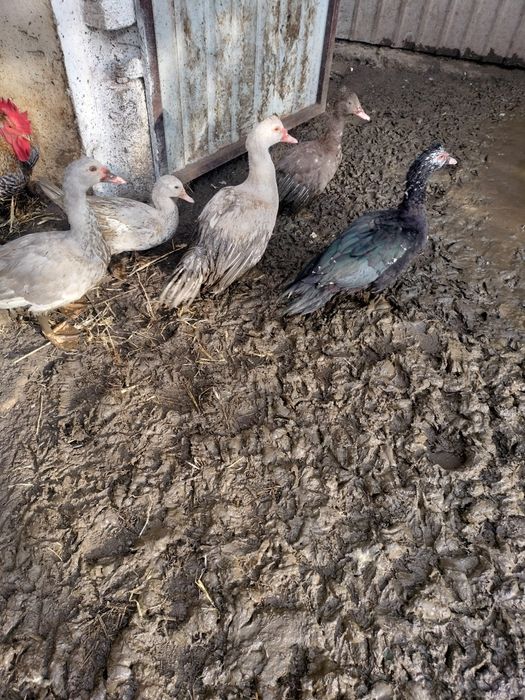 Kaczki kaczory piżmowe francuskie  młode