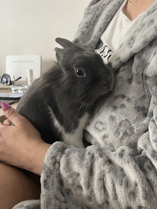 Króliczek miniaturka do sprzedania