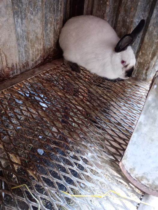 Króliki samice samce