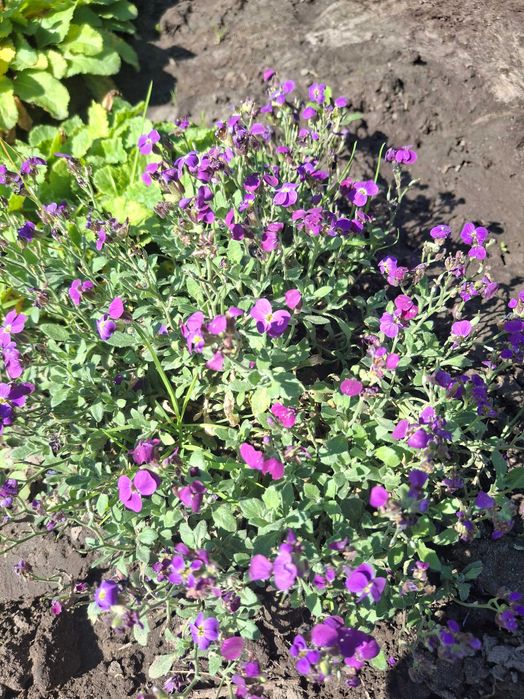 Продам садові грунтопокривні рослини