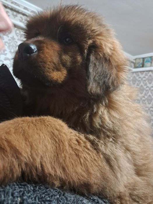 Породисті собаки