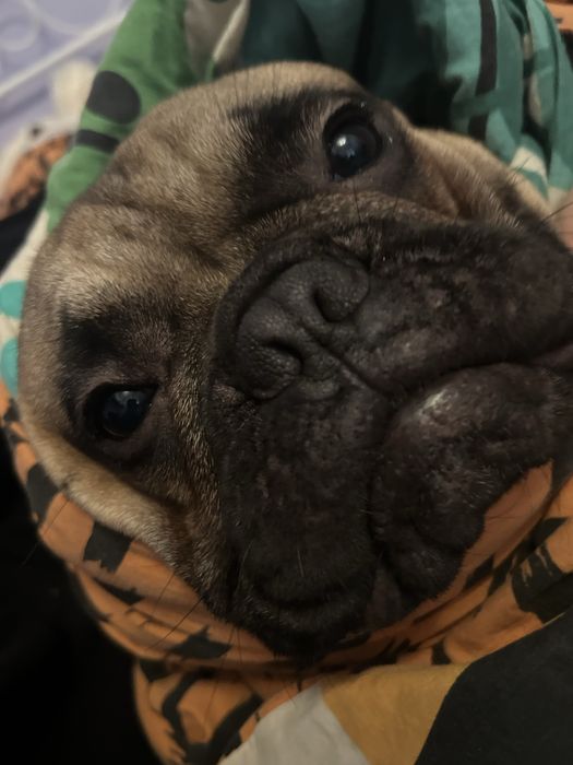 Bulldog francuski