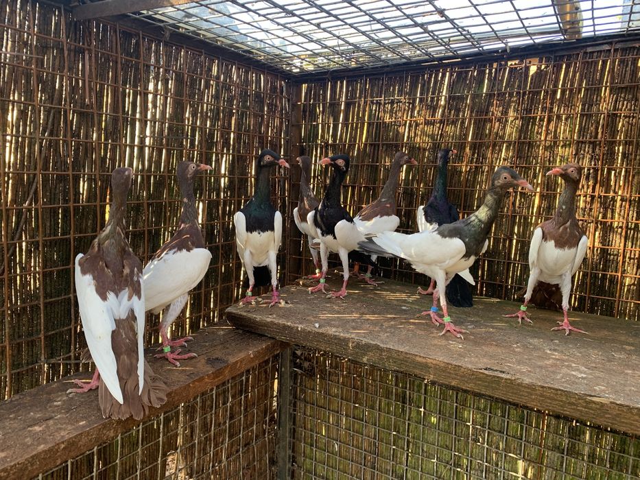 Sroka  Łowica , stoki.