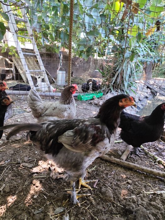 Galo Olive egger com 6 meses