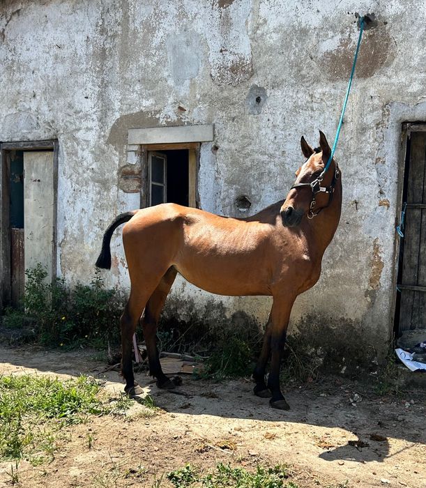 Égua PSL pontuada