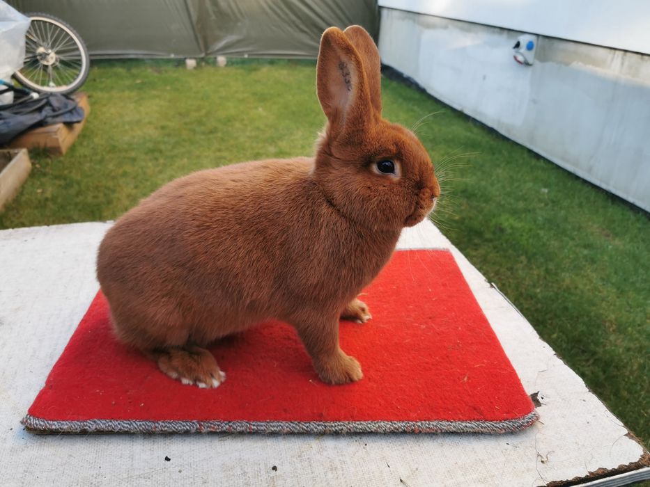 Nowozelandzki Czerwony