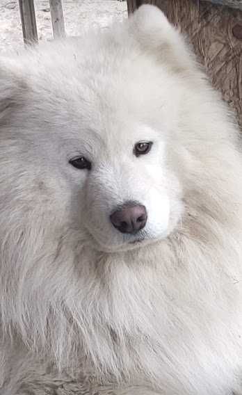 Предлагается к вязке самоед
