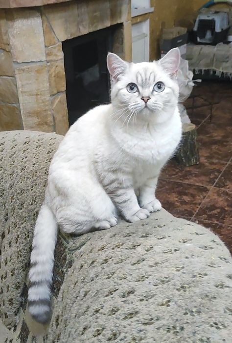 Мальчик шиншилла поинт