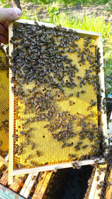 Matki pszczele, krainka (karolinka), unasiennione, nieunasiennione,