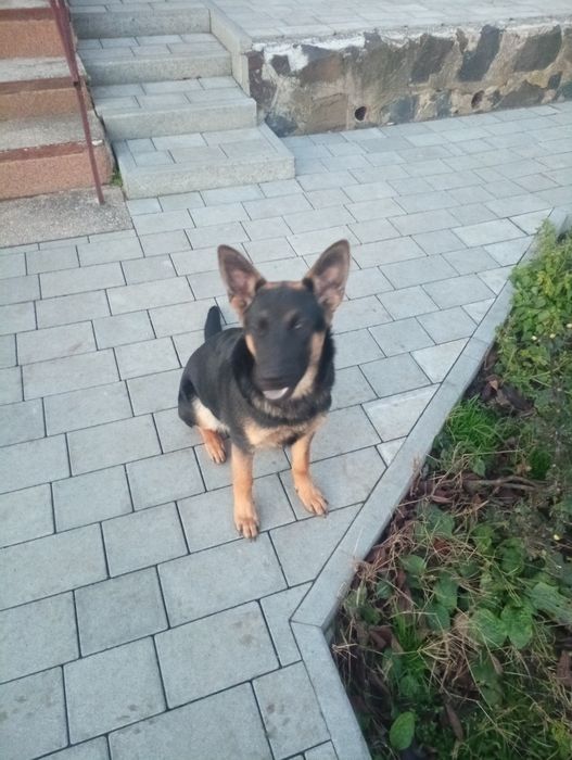 Віддам у добрі руки