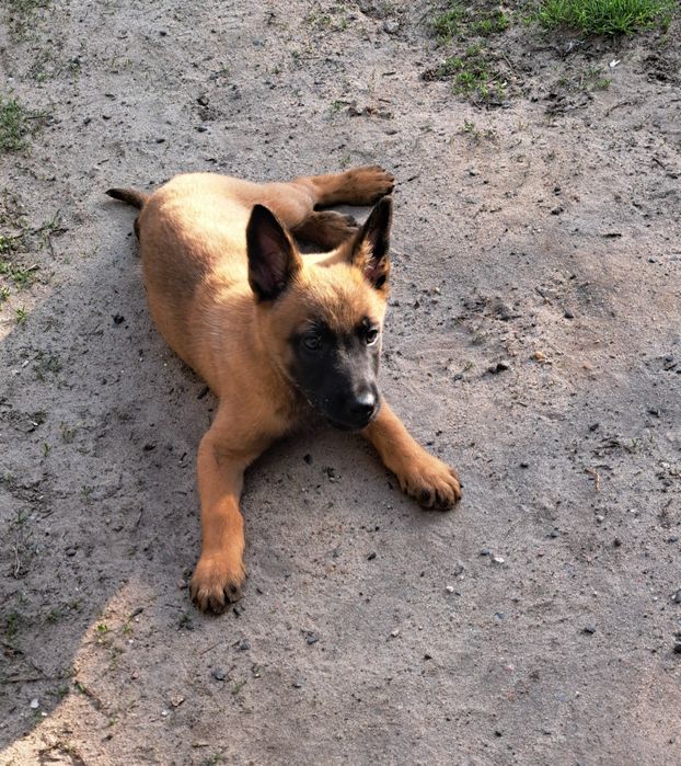 Owczarek belgijski Malinois - pies