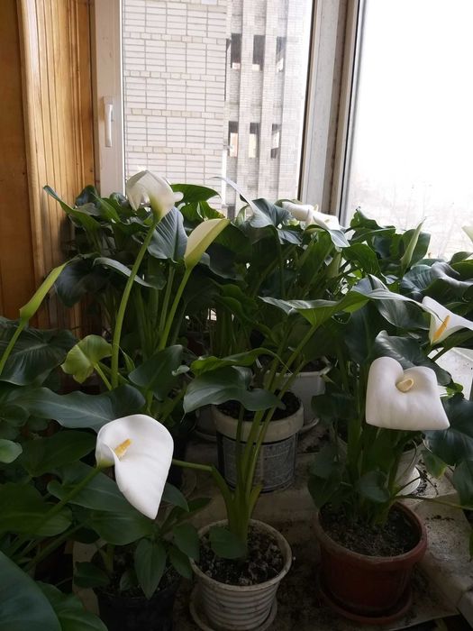 Продам цвіти кали 50грн.