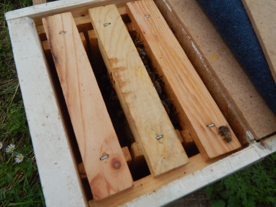 Нуклеус. Вулик. для виведення бджолиних маток.