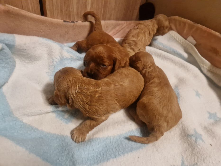 Cavapoo piesek cavalier pudel