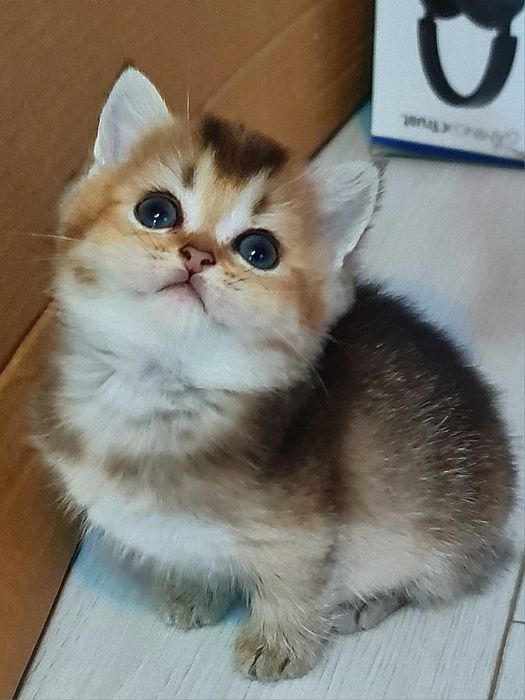 Шотландочка золота красунечка