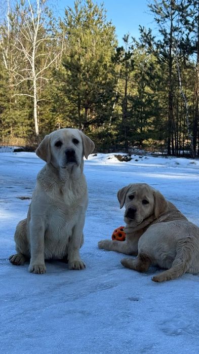 Лабрадори для обiймiв. Мішок корму в подарунок!