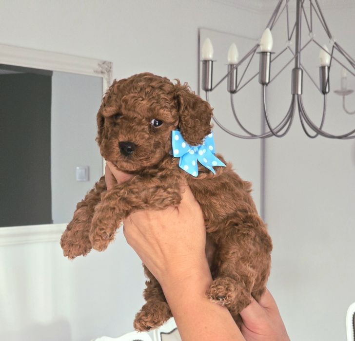 Pudel Toy  Red Brown – śliczny piesek z rodowodem