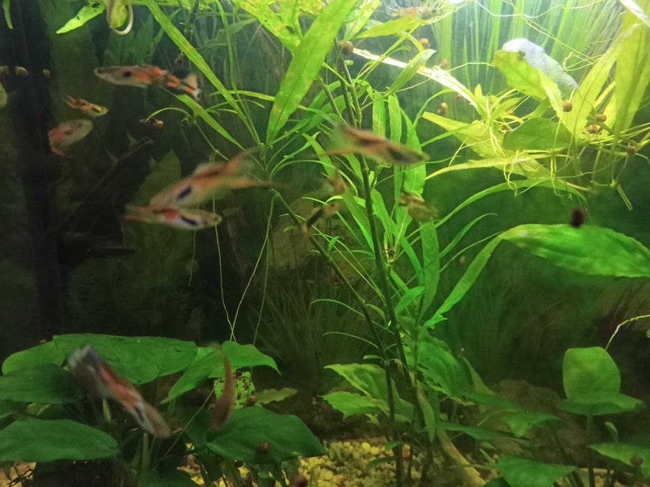 аквариумные рыбки: гуппи, моллинезии, меченосцы Санта-Клаус (Кохаку)