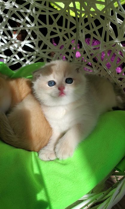 Ручные котята. Котики золотая шиншилла.