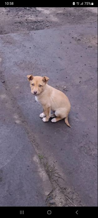 Цуценята в добрі руки