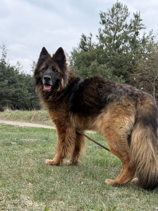 KLARA - 8 letnia filigranowa owczarka szuka domu