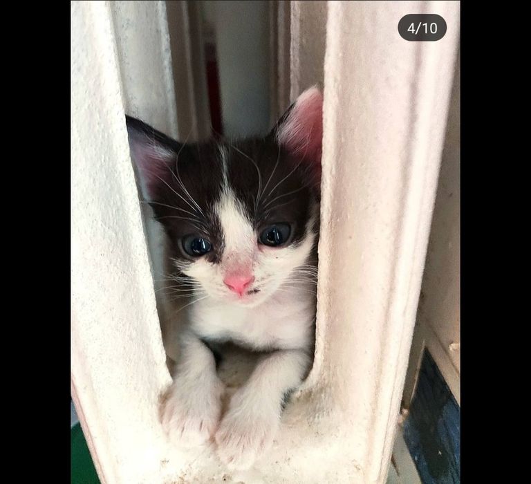 Прекрасні антидепресанти в дар