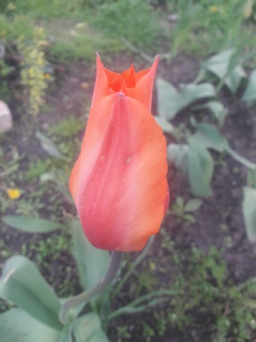 Лимоное дерево с плодами и без!