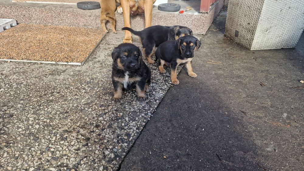 Oddam pieski mieszańce duże