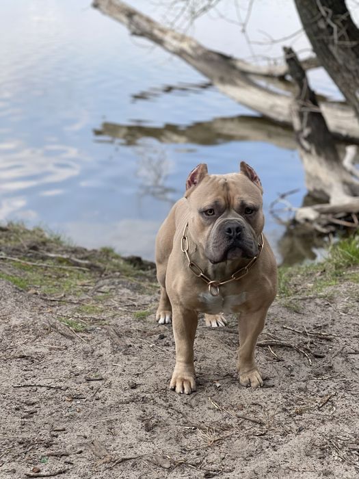 Американский булли покет (вязка)