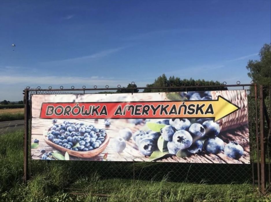 Borówka Amerykańska owoce