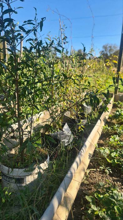 продам саженці граната двох річні в контейнері є вайбер