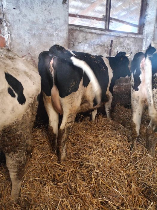 Jalowki hf wysokocielne hodowlane