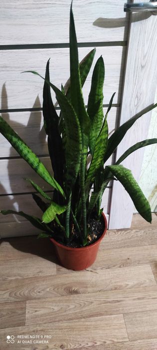 Сансевиерия или тёщин язык красивый цветок