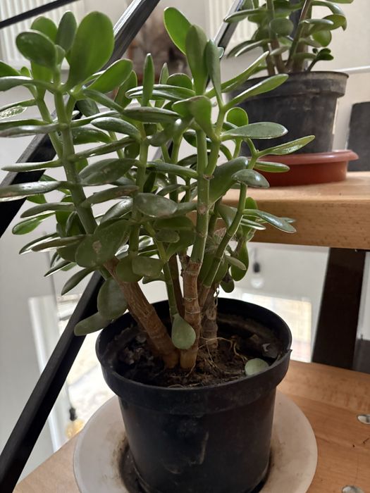 Красула грошове дерево толстянка