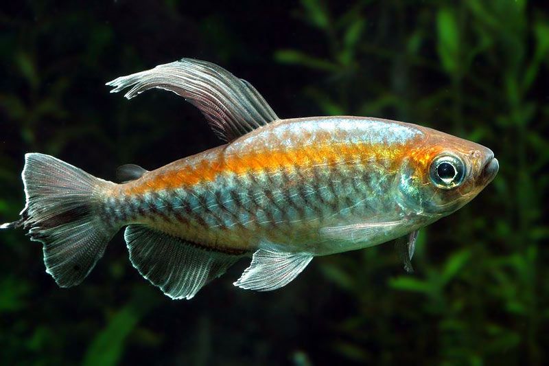 GB Świecik Kongijski