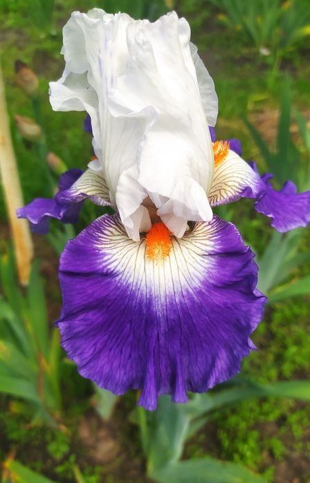 Іриси високі сортові 10сортів=250грн, карликові 10сортів=150грн.