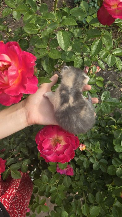кошеня шукає дім