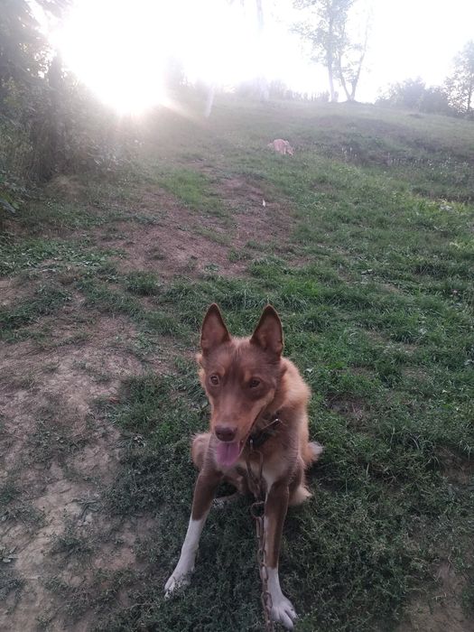 Западно сибірська лайка