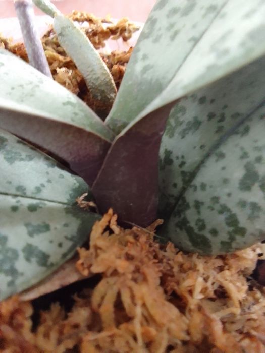 Продам Орхідея шиліриана сільвер