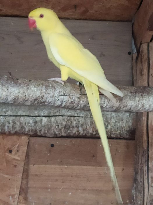 Sprzedam aleksandrette