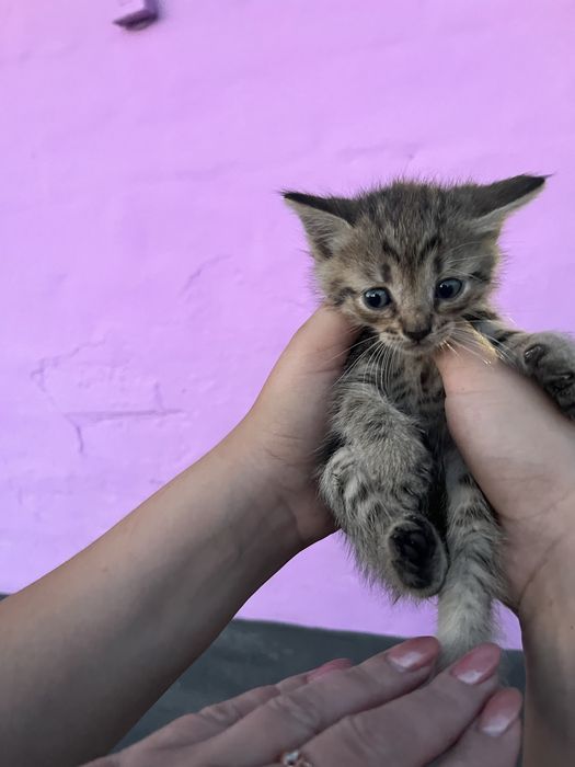 Відаю котиків у добрі руки