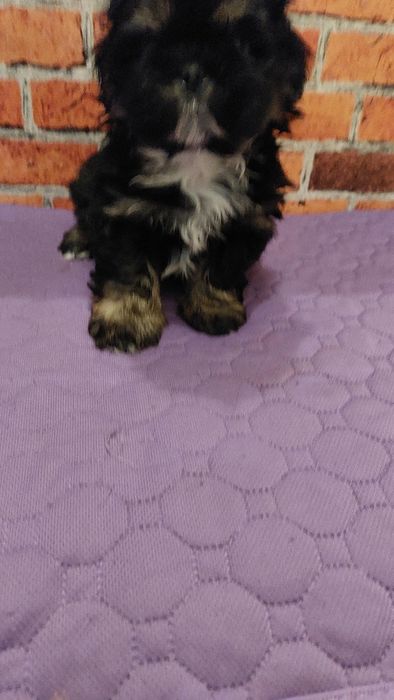 Shih-tzu  chlopak