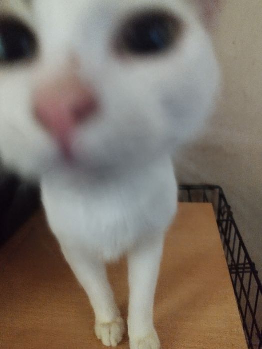6 gatinhos para adopção responsável