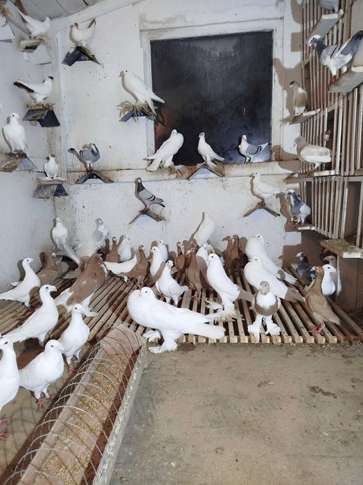 Gołębie Garłacze Pomorskie Kariery Rzeszowskie Niemiecki Wystawowy